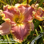 Anne McWilliams