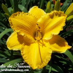 Cannelle Des Nuances