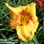 Cherry Eyed Pumpkin