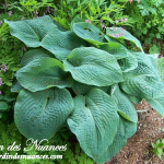 Elegans 'Sieboldiana'