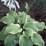 Fragrant Bouquant