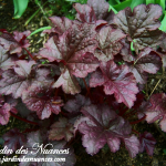 Frosted Violet