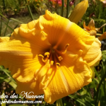 Golden Scrool