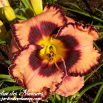 Great Smokey Mountains