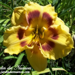 Jedi Tequila Sunrise