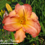 L'ete En Rose