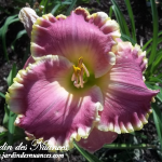Rose Sensation