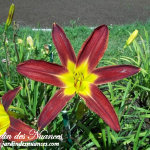 Saratoga Pinwheel