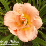 Siloam Double Classic