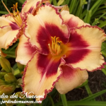 Spacecoast Cherries And Cream