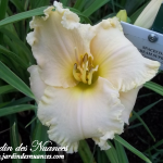 Spacecoast Cream Supreme