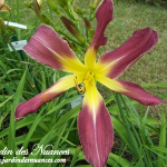 Watchyl Protean Spider