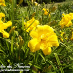 Yellow Bouquet