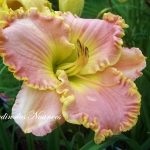 Apopka Pink Pearl