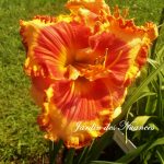 Orange Grove