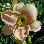 Elegantissima