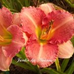 Broadway Pink Slippers